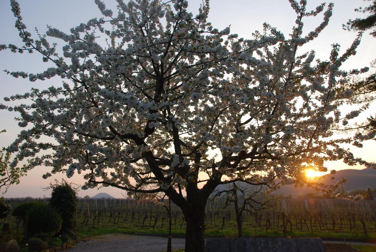 Appartement Gartenhaus Am Weinberg Bochingen